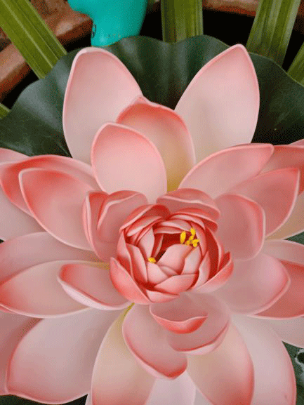Spa pink flower